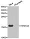 Histone Cluster 3 H3 antibody, MBS9404005, MyBioSource, Western Blot image 