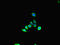 Myotubularin-related protein 13 antibody, LS-C679401, Lifespan Biosciences, Immunofluorescence image 