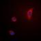COX2 antibody, orb318656, Biorbyt, Immunofluorescence image 