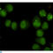 General Transcription Factor IIH Subunit 1 antibody, LS-C812983, Lifespan Biosciences, Immunocytochemistry image 