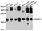Trafficking Protein Particle Complex 3 antibody, A9113, ABclonal Technology, Western Blot image 
