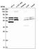 Thioredoxin Reductase 1 antibody, HPA043871, Atlas Antibodies, Western Blot image 