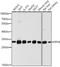 Ribosomal Protein L8 antibody, 13-394, ProSci, Western Blot image 
