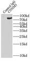 Metal transporter CNNM3 antibody, FNab01803, FineTest, Immunoprecipitation image 