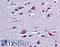 RNA Binding Fox-1 Homolog 2 antibody, LS-B6218, Lifespan Biosciences, Immunohistochemistry paraffin image 