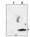 Feline immunodeficiency virus Gag polyprotein antibody, orb345579, Biorbyt, Western Blot image 