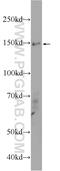 Astrotactin 2 antibody, 17351-1-AP, Proteintech Group, Western Blot image 