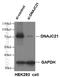 DnaJ Heat Shock Protein Family (Hsp40) Member C21 antibody, 23411-1-AP, Proteintech Group, Western Blot image 