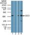 Spermatogenic Leucine Zipper 1 antibody, NBP2-24582, Novus Biologicals, Western Blot image 
