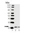 Vesicle Associated Membrane Protein 2 antibody, A02331, Boster Biological Technology, Western Blot image 