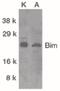 BCL2 Like 11 antibody, PA5-19901, Invitrogen Antibodies, Western Blot image 