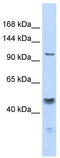 Slo1 antibody, TA338525, Origene, Western Blot image 