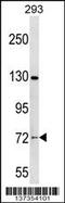 Nucleolar Protein 4 antibody, 59-086, ProSci, Western Blot image 