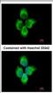 Matrix Metallopeptidase 8 antibody, NBP2-17316, Novus Biologicals, Immunofluorescence image 