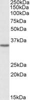 Growth Hormone Inducible Transmembrane Protein antibody, EB09815, Everest Biotech, Western Blot image 