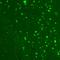 Transient Receptor Potential Cation Channel Subfamily C Member 4 antibody, orb67405, Biorbyt, Immunofluorescence image 