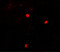 Cytosolic inhibitor of Nrf2 antibody, 7045, ProSci Inc, Immunofluorescence image 
