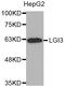 Leucine-rich repeat LGI family member 3 antibody, LS-C332653, Lifespan Biosciences, Western Blot image 