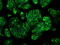 GLGB antibody, GTX84452, GeneTex, Immunofluorescence image 