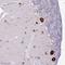 Fibrosin Like 1 antibody, NBP2-14695, Novus Biologicals, Immunohistochemistry frozen image 