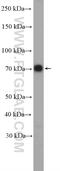 Intraflagellar Transport 74 antibody, 27334-1-AP, Proteintech Group, Western Blot image 