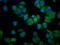 RAB21, Member RAS Oncogene Family antibody, LS-C682317, Lifespan Biosciences, Immunofluorescence image 