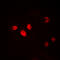 Nescient Helix-Loop-Helix 1 antibody, LS-C356089, Lifespan Biosciences, Immunofluorescence image 