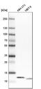 ATP synthase subunit e, mitochondrial antibody, HPA035010, Atlas Antibodies, Western Blot image 