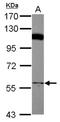 Prenylcysteine Oxidase 1 antibody, NBP2-19733, Novus Biologicals, Western Blot image 
