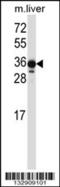 LIM Zinc Finger Domain Containing 2 antibody, 57-147, ProSci, Western Blot image 