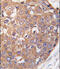 Polo Like Kinase 2 antibody, 62-762, ProSci, Immunofluorescence image 