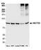 HECT Domain E3 Ubiquitin Protein Ligase 3 antibody, A304-924A, Bethyl Labs, Western Blot image 