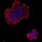 VE-PTP antibody, NBP2-67087, Novus Biologicals, Immunofluorescence image 