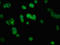 Keratin 5 antibody, orb401612, Biorbyt, Immunofluorescence image 