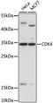Cyclin Dependent Kinase 4 antibody, A0366, ABclonal Technology, Western Blot image 