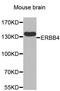 Homeobox B2 antibody, orb19513, Biorbyt, Western Blot image 