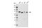 Yes Associated Protein 1 antibody, 15117S, Cell Signaling Technology, Western Blot image 