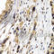 PTHR antibody, A1654, ABclonal Technology, Immunohistochemistry paraffin image 