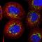Alanyl-tRNA synthetase, mitochondrial antibody, NBP1-89323, Novus Biologicals, Immunocytochemistry image 
