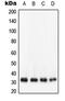 DT-diaphorase antibody, orb213849, Biorbyt, Western Blot image 
