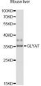 GLYAT antibody, LS-C749112, Lifespan Biosciences, Western Blot image 