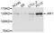 Janus Kinase 1 antibody, abx125419, Abbexa, Western Blot image 