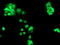 Chimerin 1 antibody, M04240-1, Boster Biological Technology, Immunofluorescence image 
