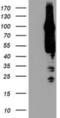ArfGAP With GTPase Domain, Ankyrin Repeat And PH Domain 1 antibody, NBP2-01708, Novus Biologicals, Western Blot image 