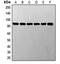 STAT3 antibody, orb214621, Biorbyt, Western Blot image 