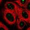 Spermatogenesis-associated protein 17 antibody, PA5-56341, Invitrogen Antibodies, Immunofluorescence image 