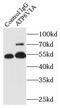 ATPase H+ Transporting V1 Subunit A antibody, FNab00715, FineTest, Immunoprecipitation image 