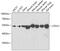 Chromodomain Y Like 2 antibody, GTX66493, GeneTex, Western Blot image 
