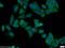 Exonuclease 3'-5' Domain Containing 1 antibody, 17313-1-AP, Proteintech Group, Immunofluorescence image 