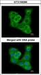 Dual Specificity Phosphatase 7 antibody, LS-C186060, Lifespan Biosciences, Immunocytochemistry image 